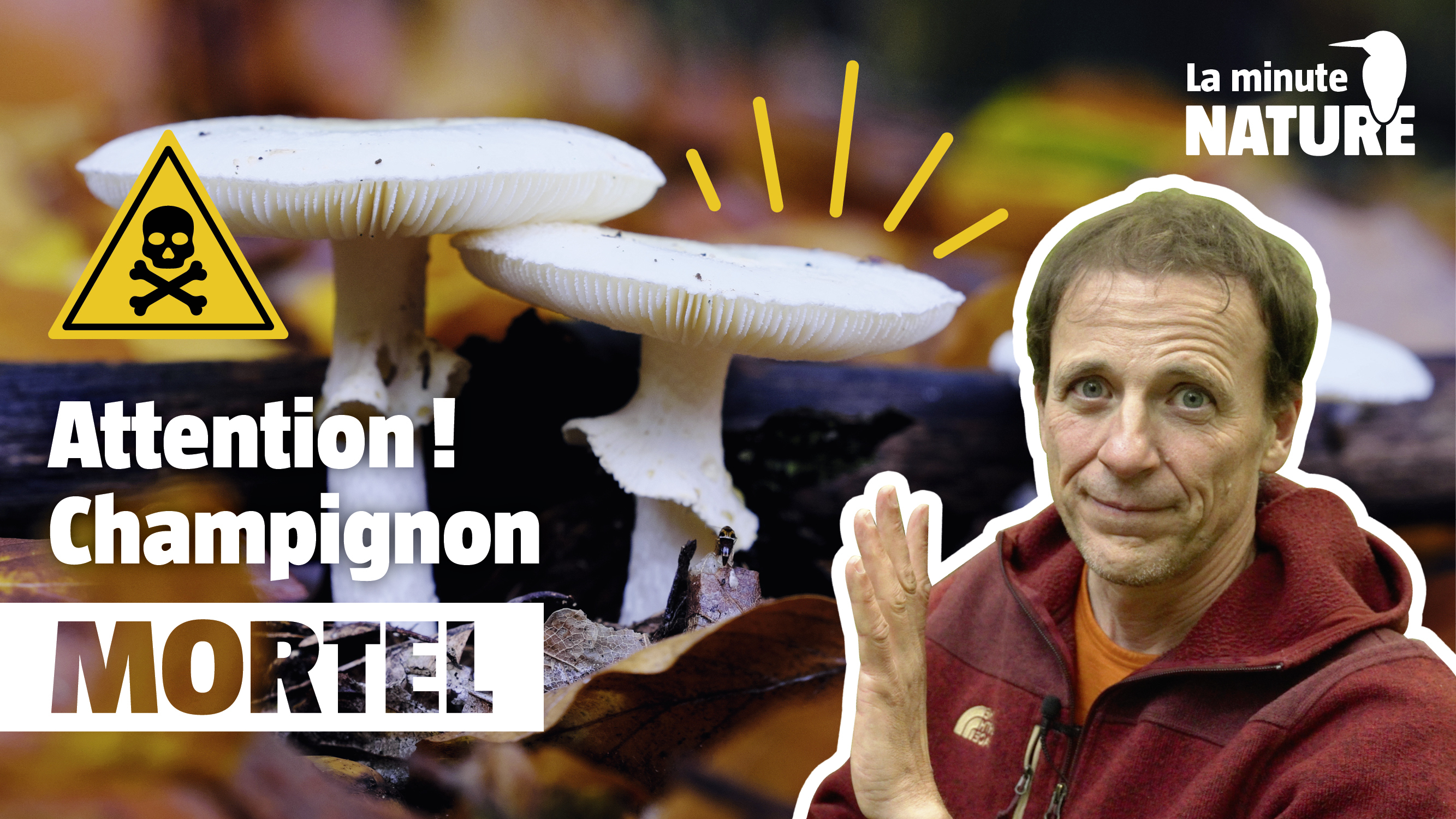 Ce champignon est responsable de 98 % des décès !