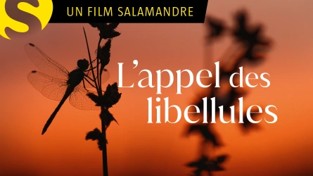 L'appel des libelulles