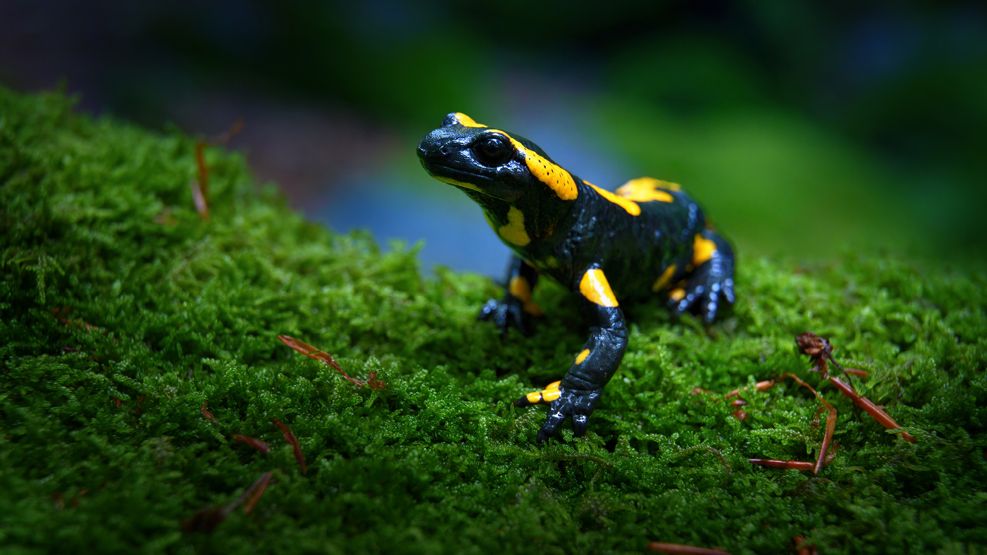 La forêt des salamandres