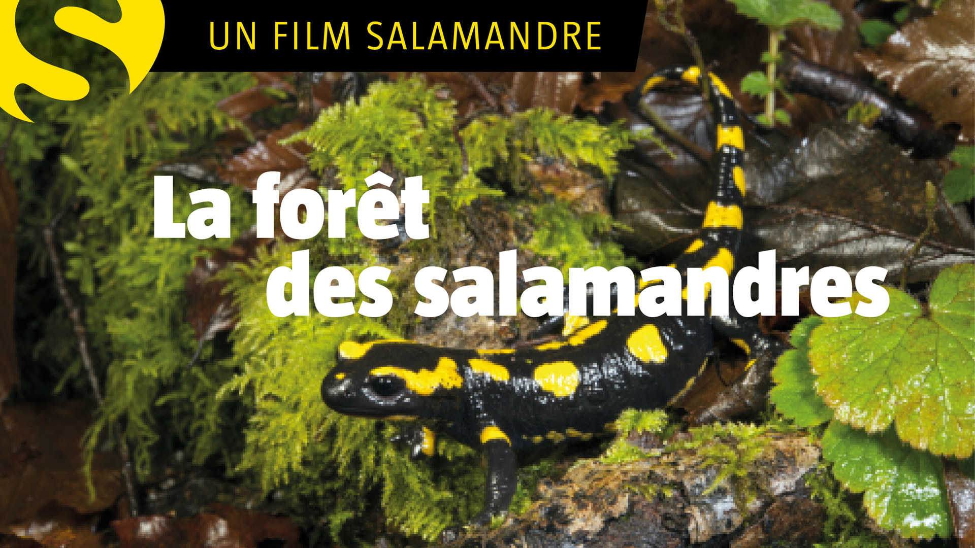 La forêt des salamandres
