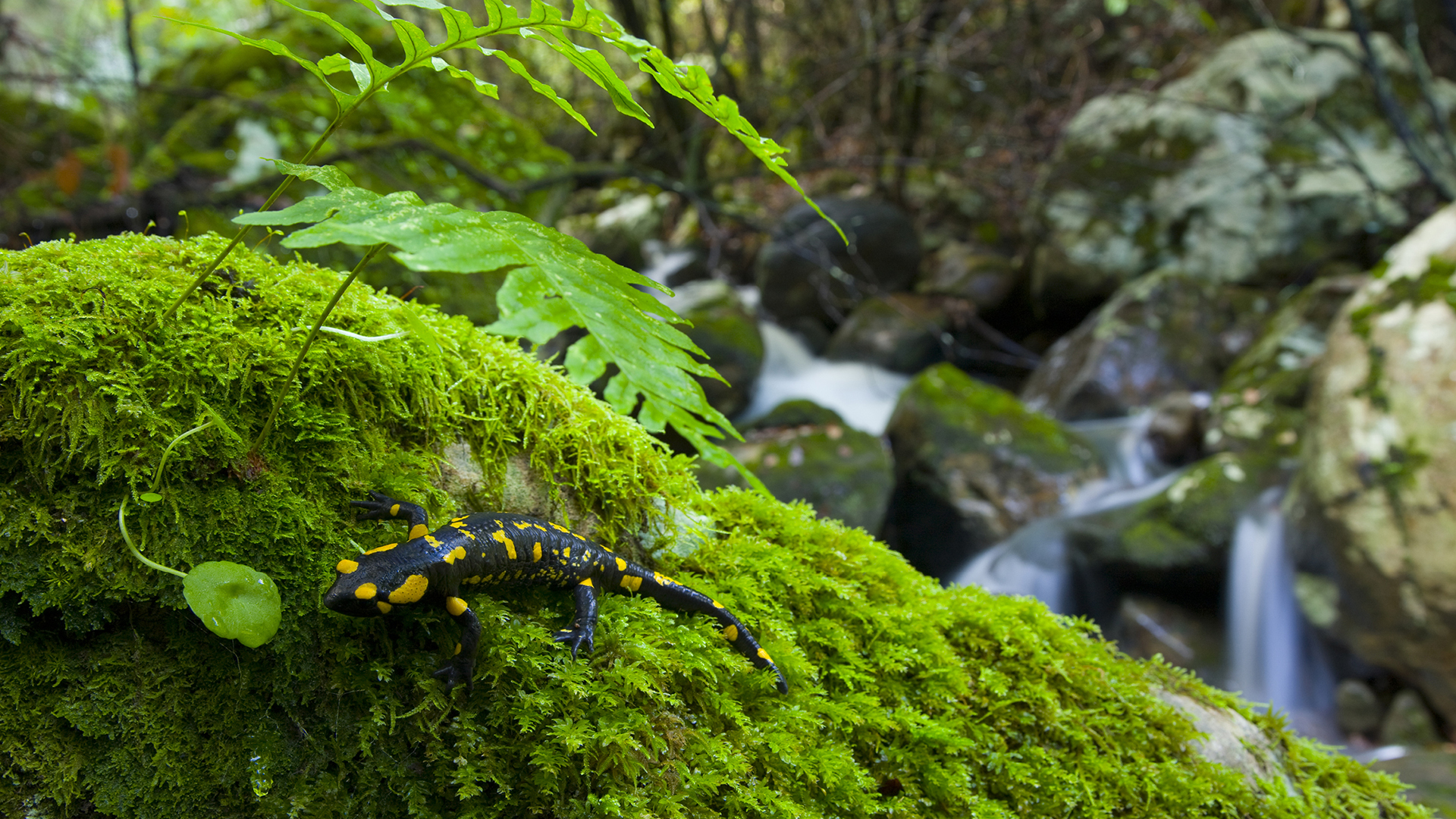 Le pari de la salamandre