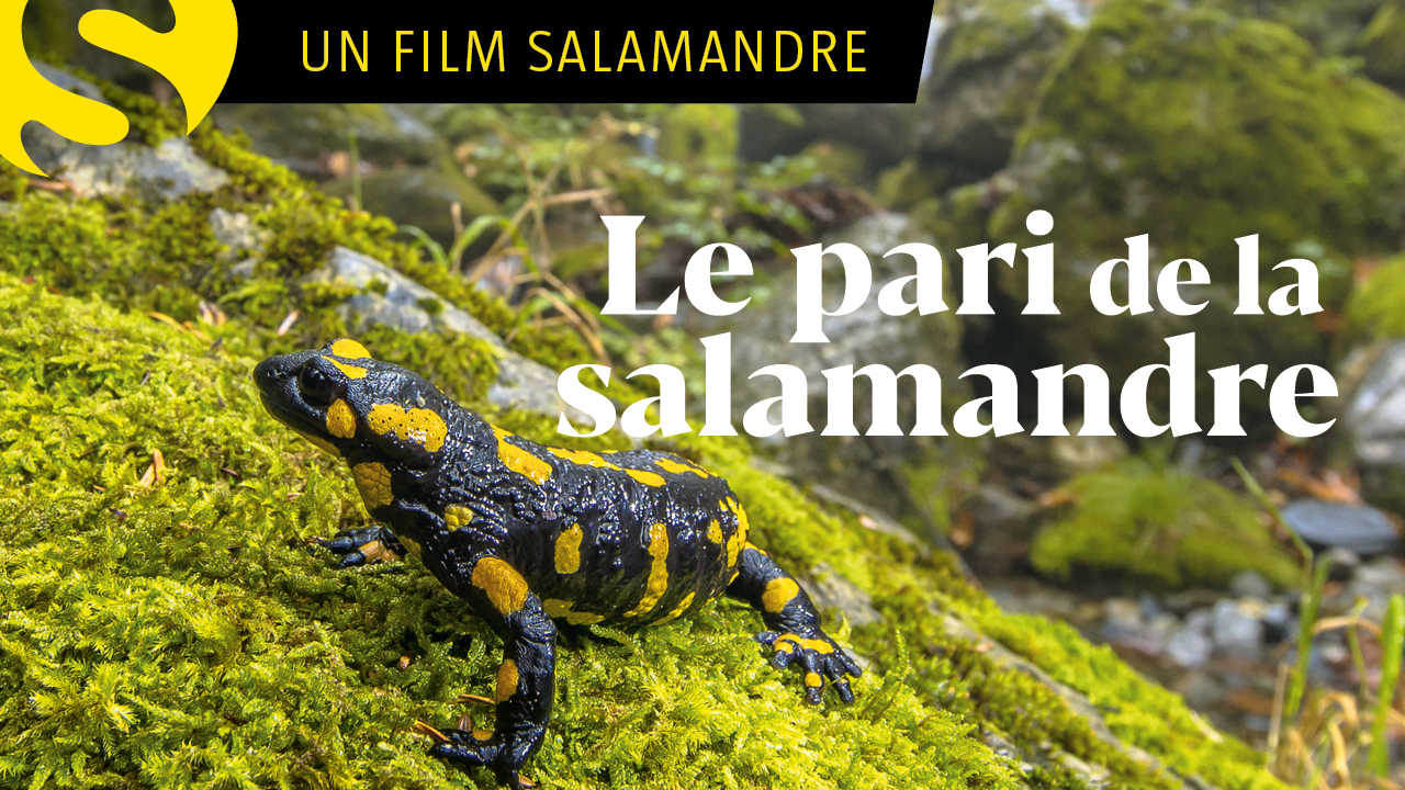 Le pari de la salamandre