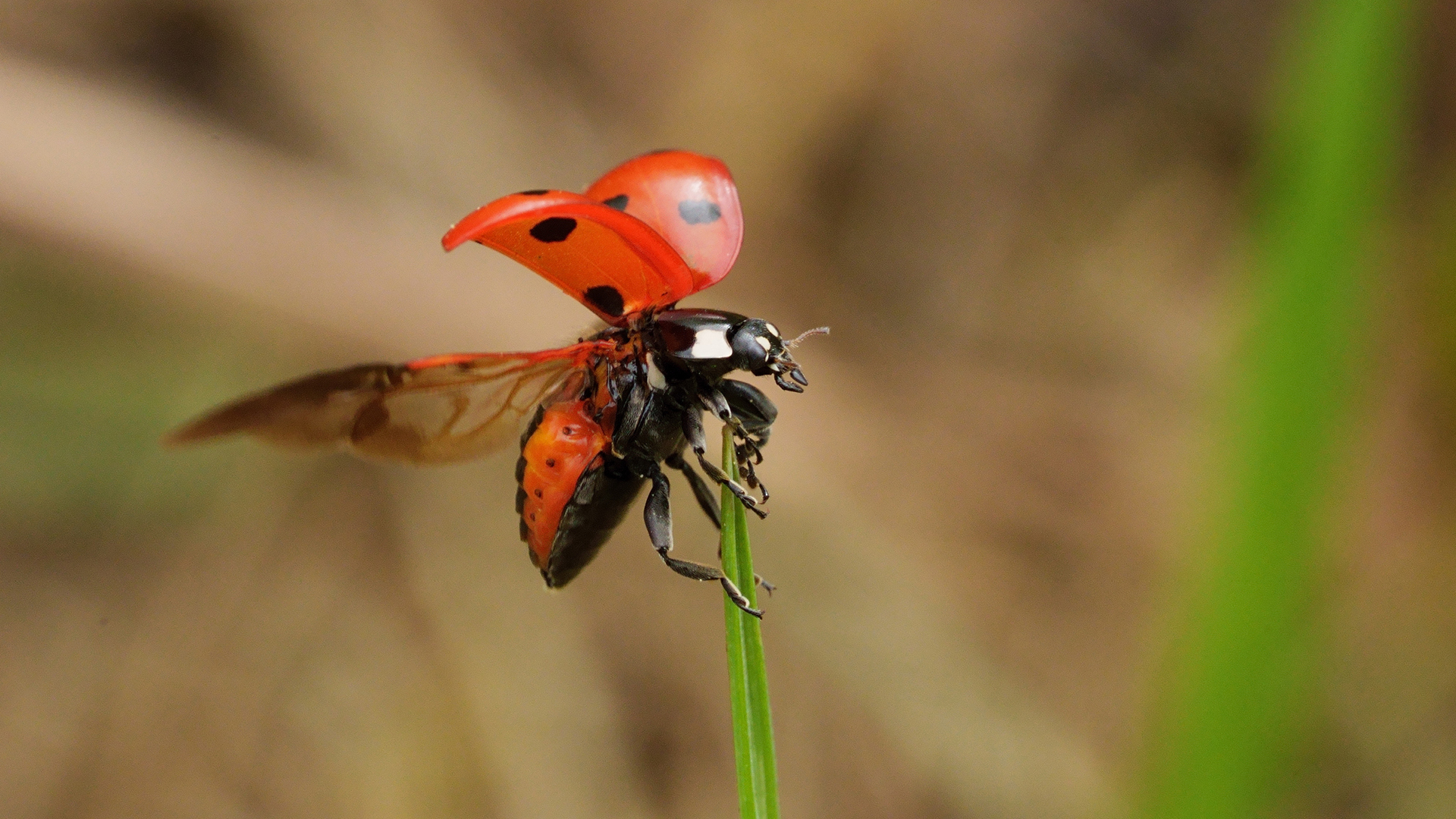 L'affaire coccinelle