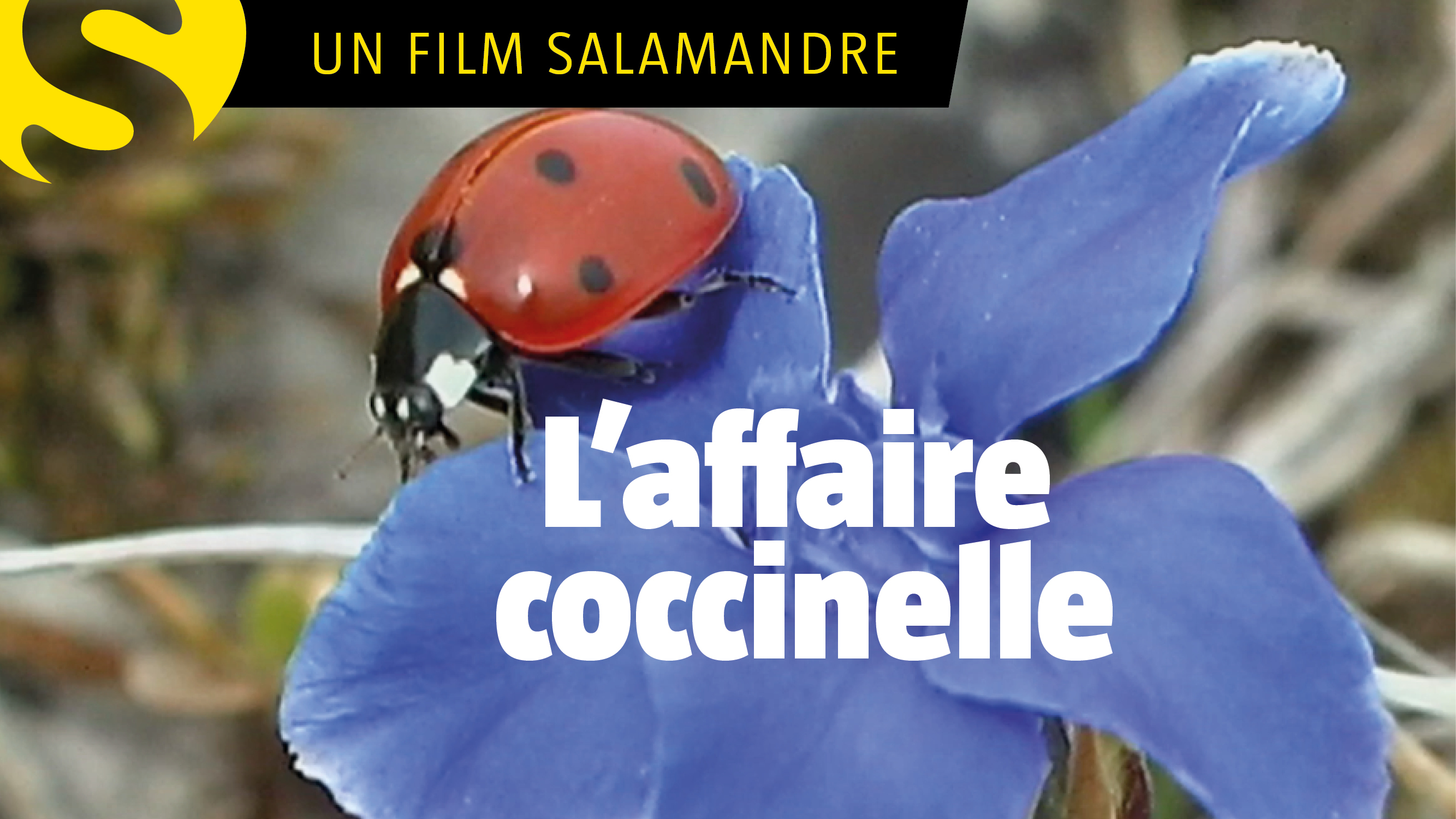 L'affaire coccinelle