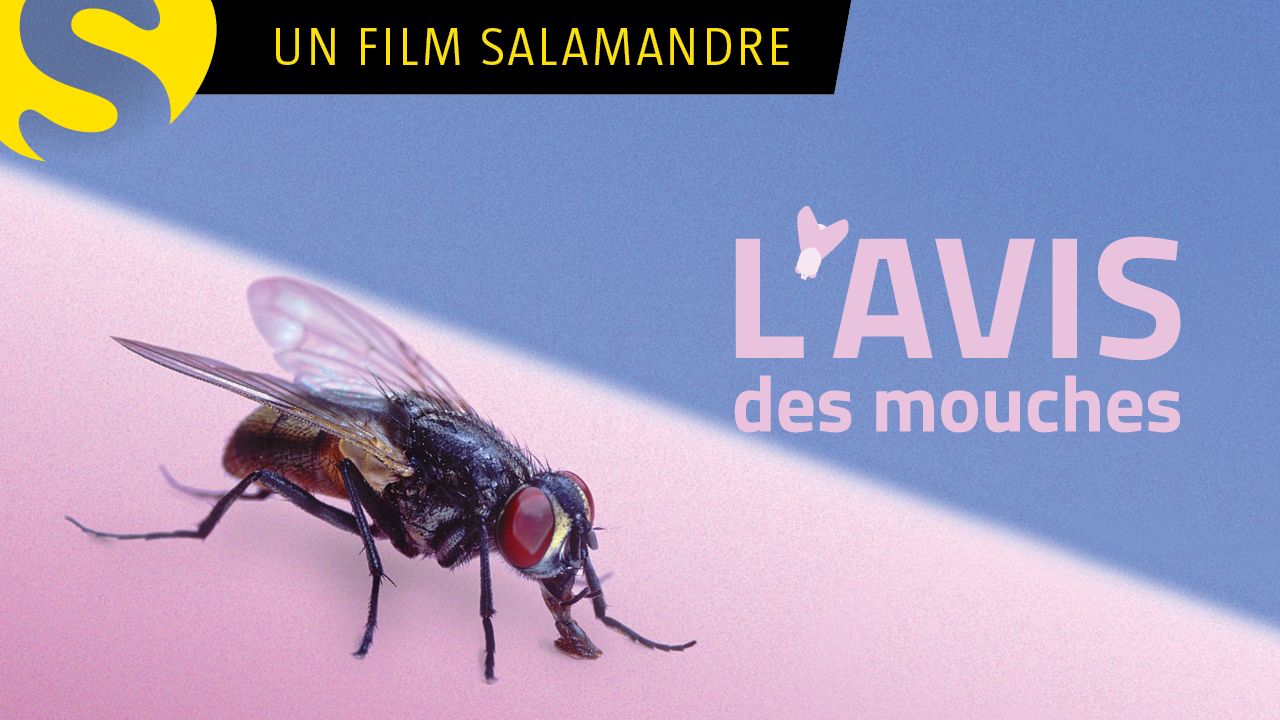 L'avis des mouches
