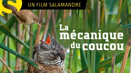 La mécanique du coucou