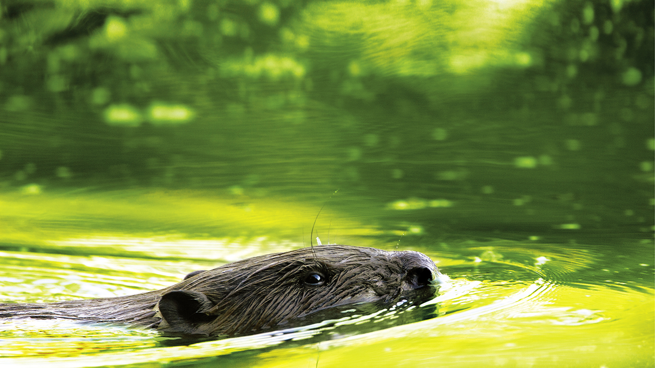 Les nouveaux castors