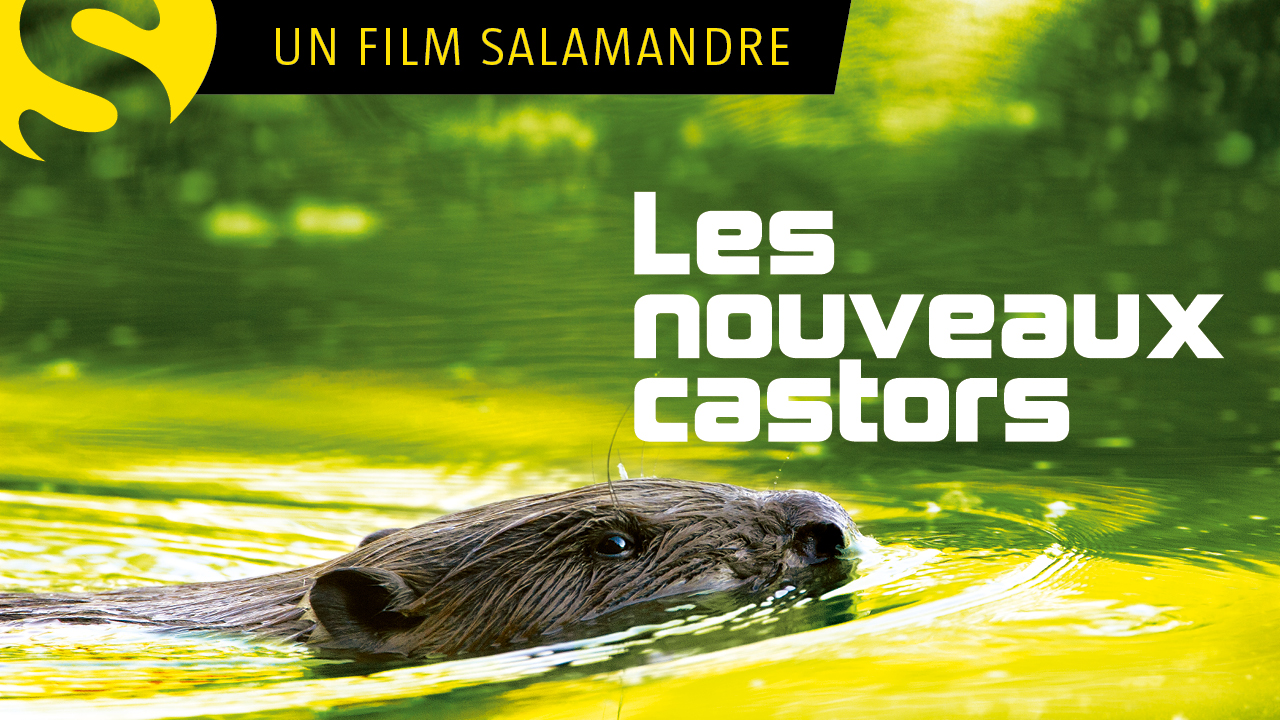 Les nouveaux castors