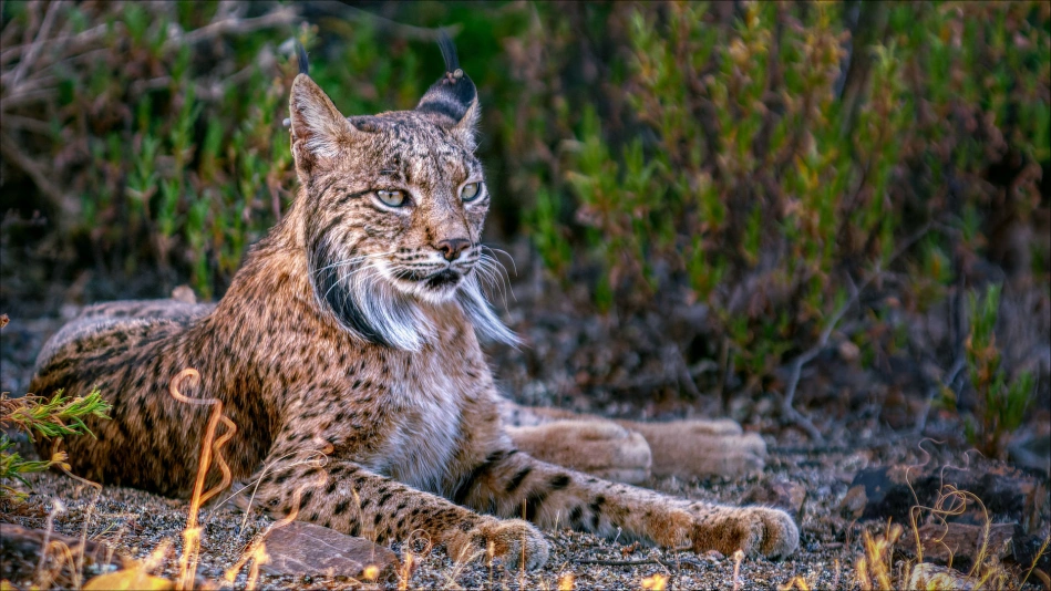 Le Lynx et la fraise
