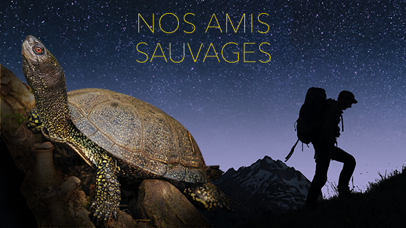 Nos amis sauvages - Lagopède, l'oiseau des neiges