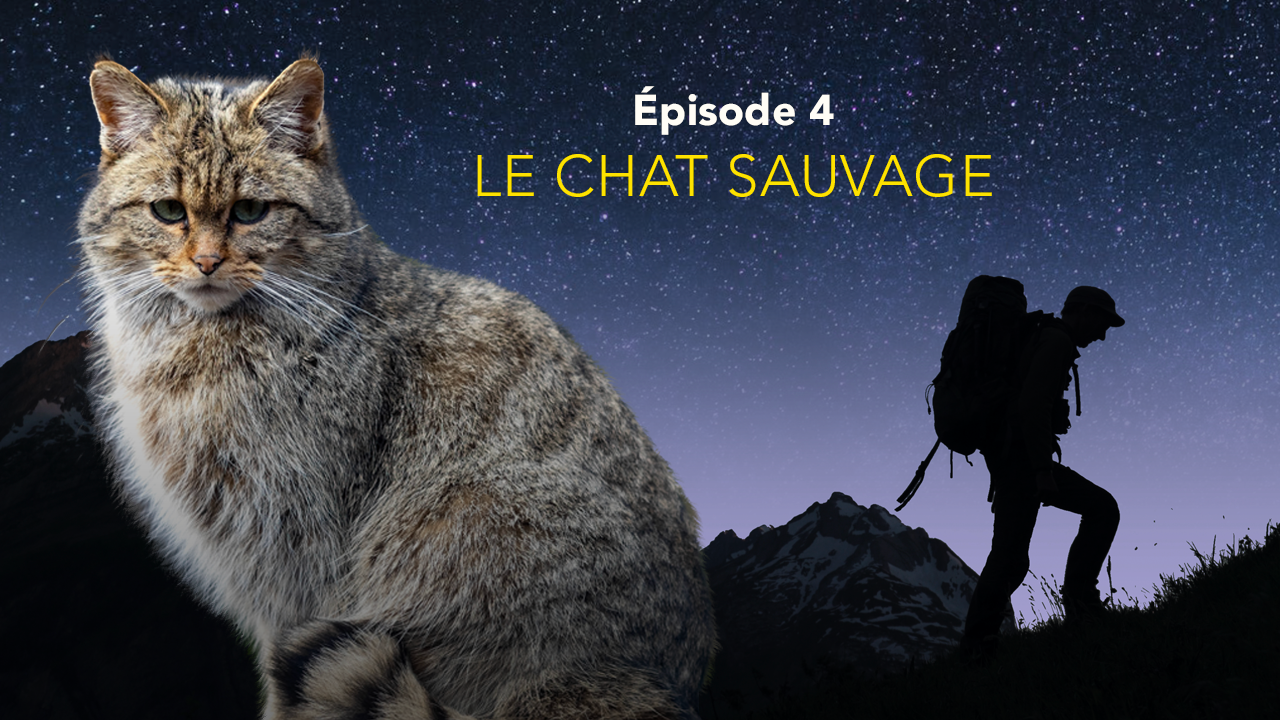 Nos amis sauvages - Les abeilles sauvages