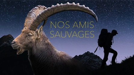 Nos amis sauvages - Les fourmis