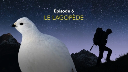 Nos amis sauvages - La cigogne