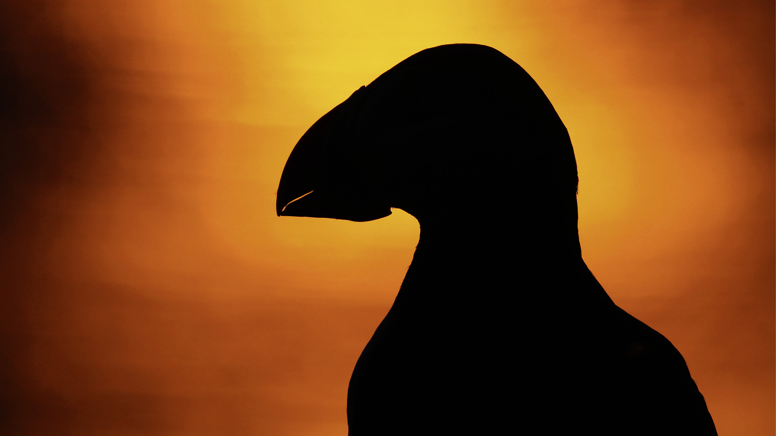 Ecosse, la quête du sauvage