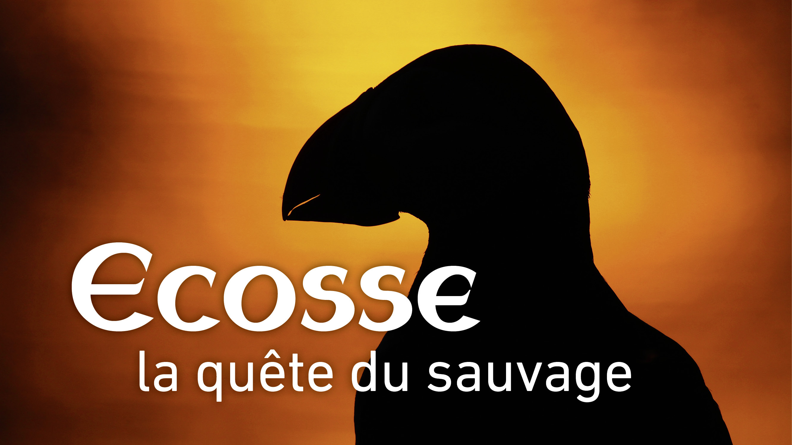 Ecosse, la quête du sauvage