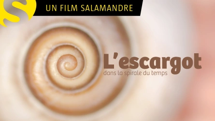 L'escargot dans la spirale du temps