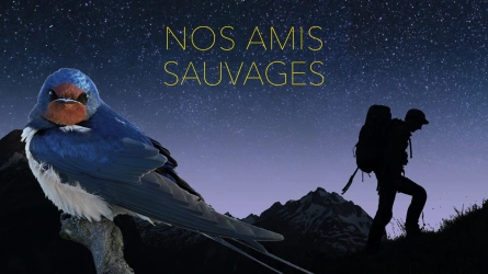 Nos amis sauvages -  Hirondelles, les oiseaux de passage