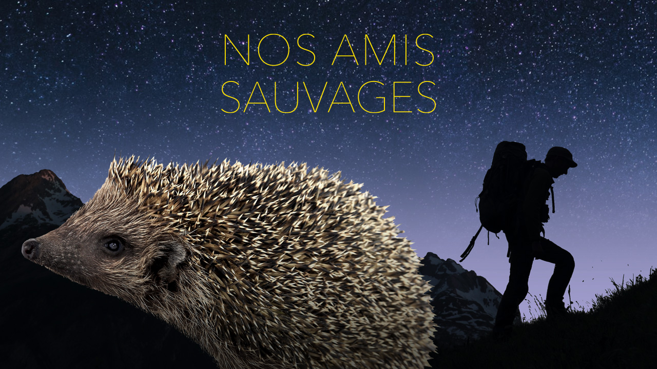 Nos amis sauvages -  Hérisson, sur la piste verte