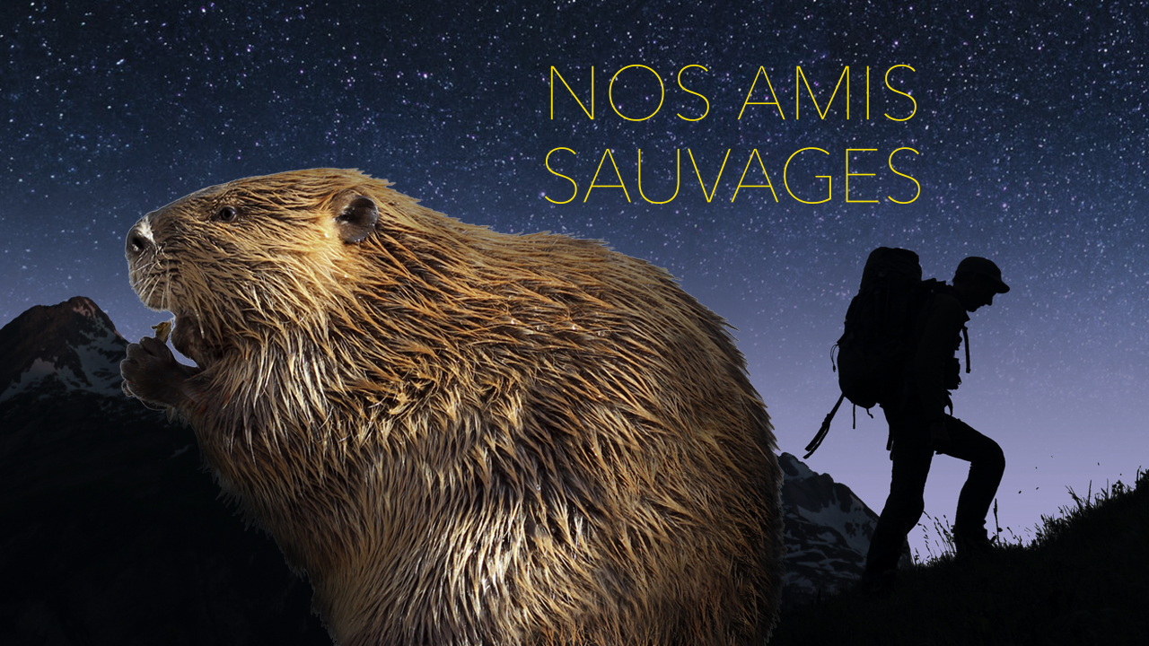 Nos amis sauvages - Le Castor
