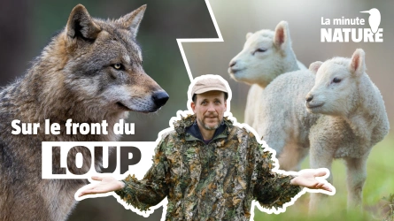 Ces éleveurs vivent avec le loup depuis toujours