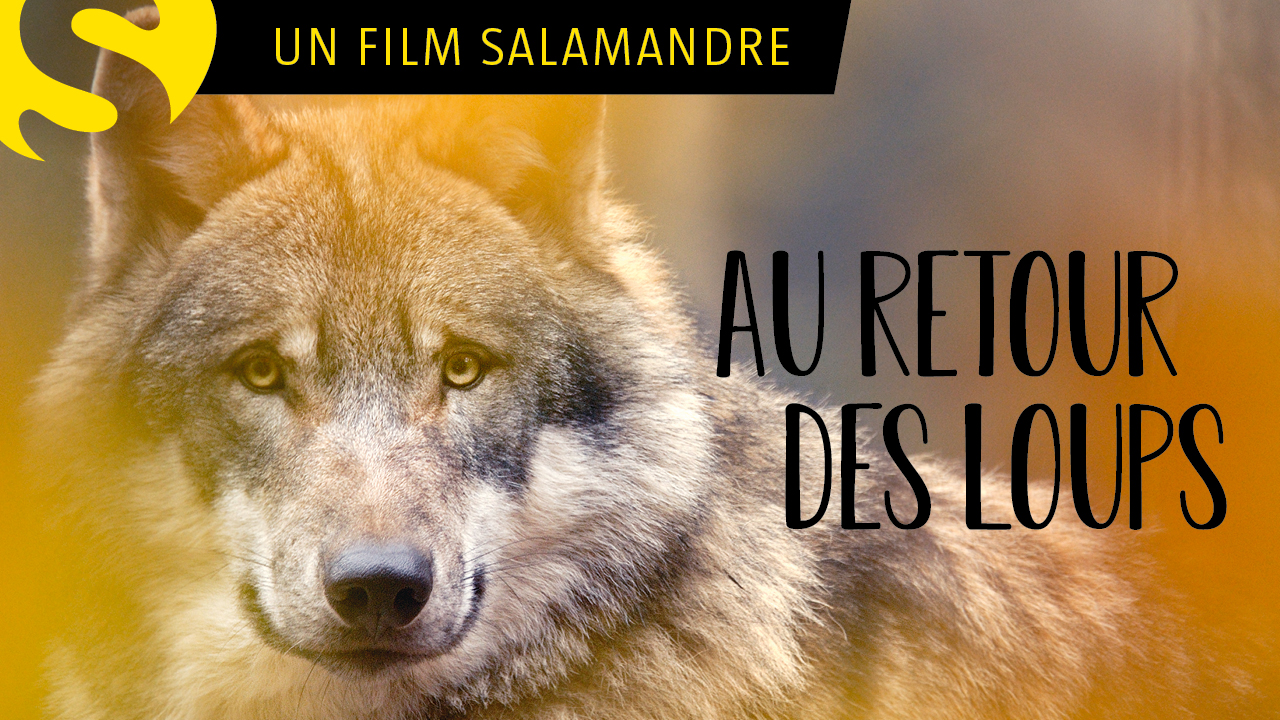 Au retour des loups