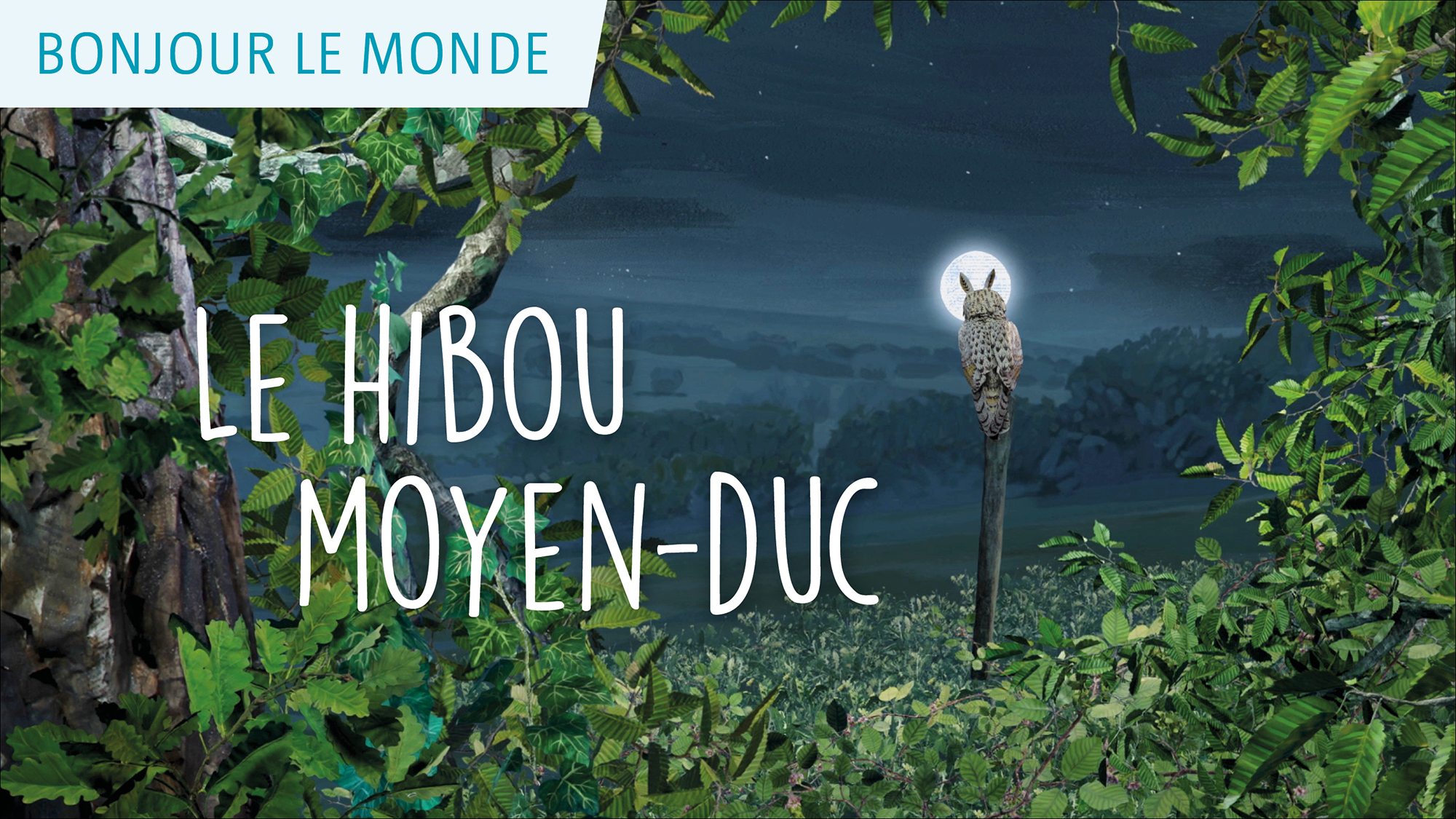 Bonjour le monde - Le hibou moyen-duc