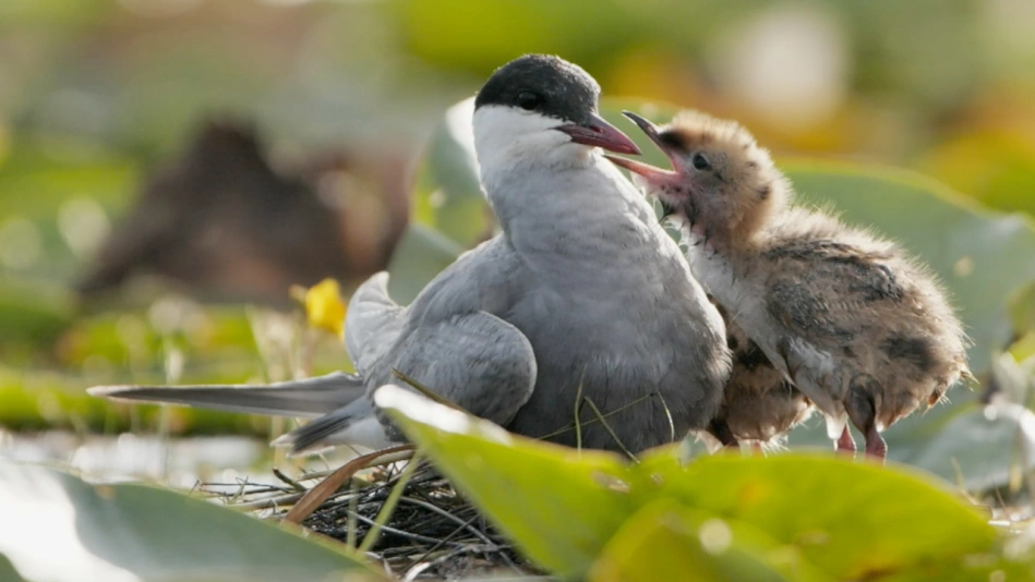 Attention fragile, les étangs de Brenne