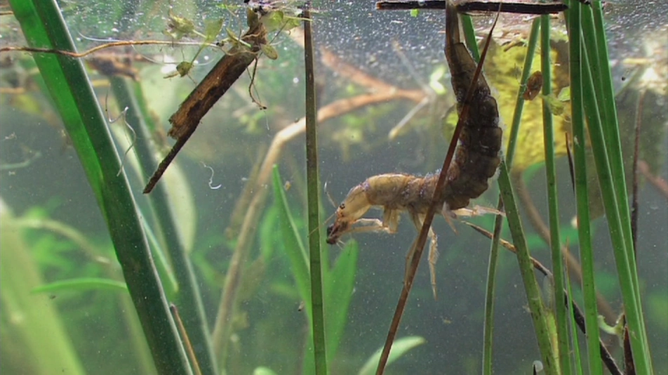 Les dents de la mare