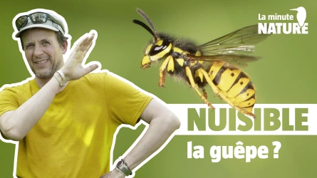 À quoi servent les guêpes ?