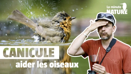 6 règles d'or pour aider les oiseaux en été