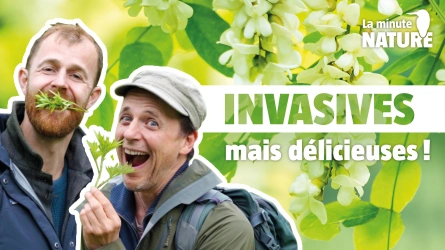 On dévore les plantes invasives avec ‪@lechemindelanature-lachaine‬ !
