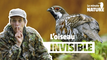 Une nuit d'affût à la gélinotte des bois