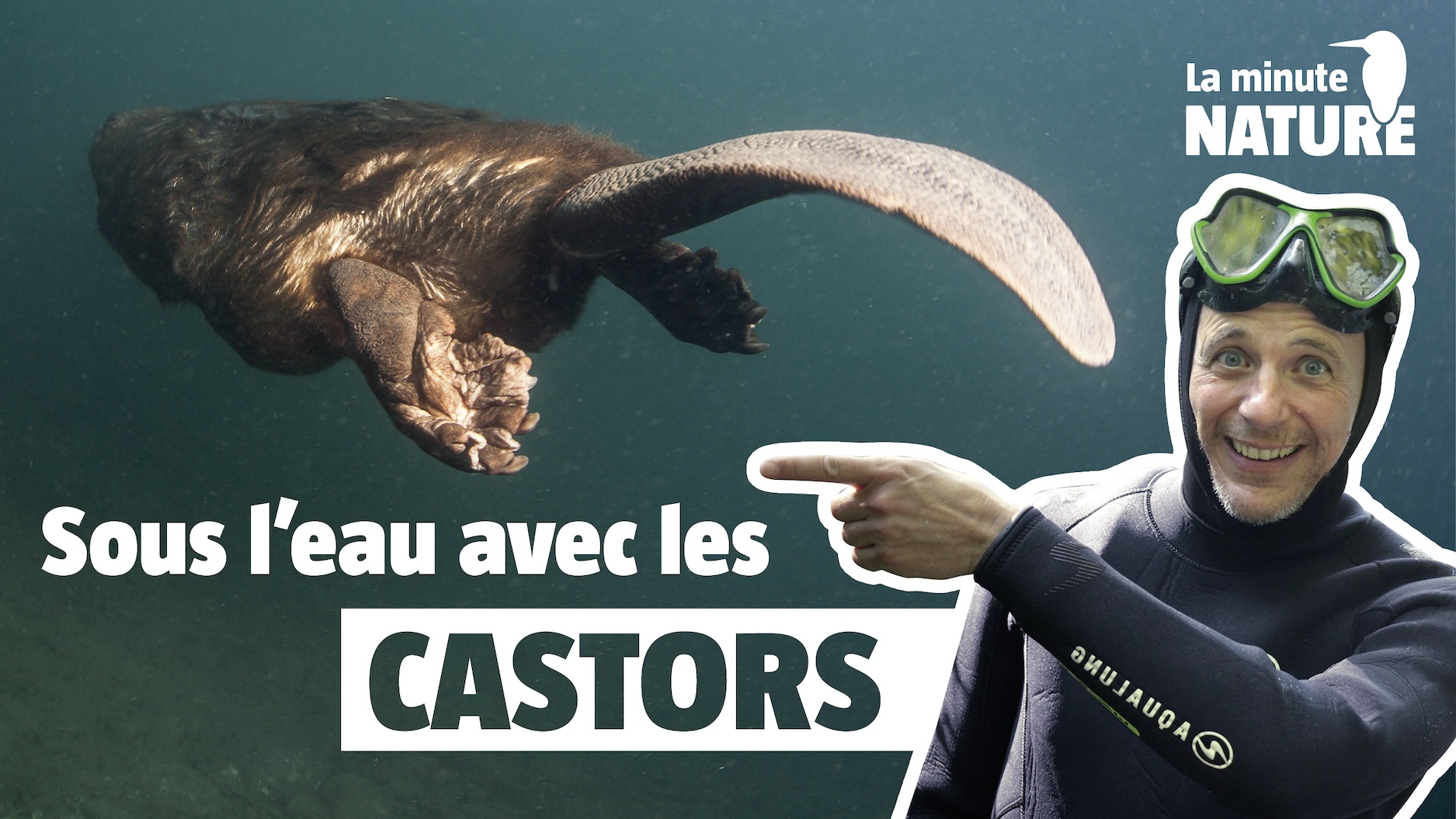 Pourquoi les castors construisent des barrages ?