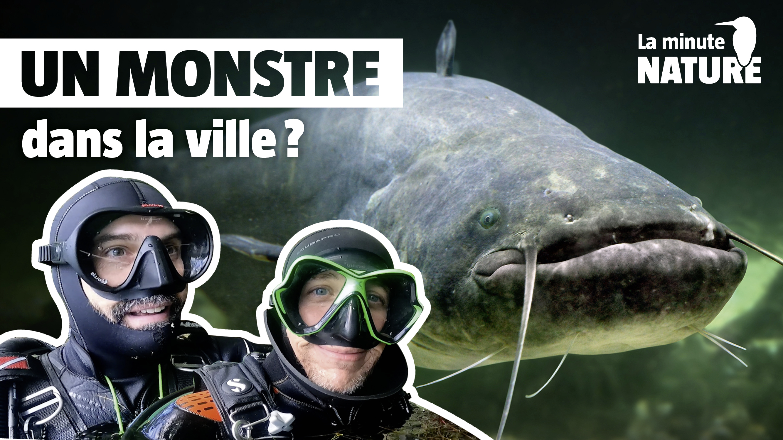 Ce poisson mange-t-il les baigneurs ? avec @fabwildpix