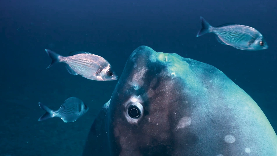 La face cachée du poisson-lune