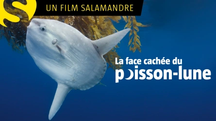 La face cachée du poisson-lune