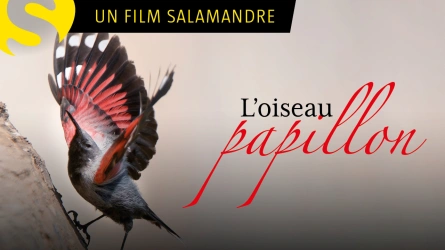 L'oiseau papillon