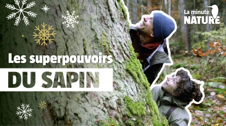 Les superpouvoirs du sapin blanc
