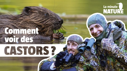 Mes conseils pour observer des castors avec @laviepartout