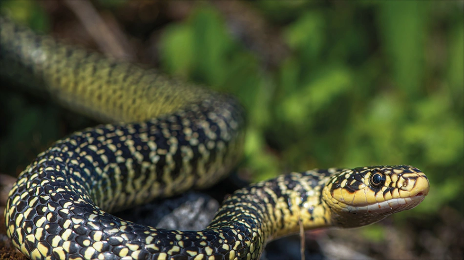Des serpents dans nos têtes