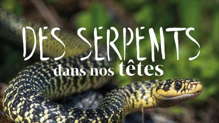 Des serpents dans nos têtes