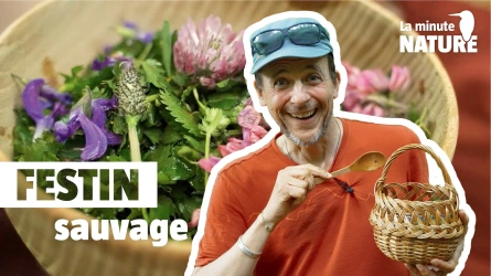 5 règles pour manger les plantes sauvages