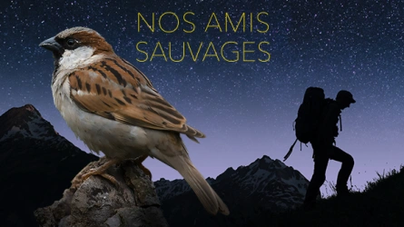 Nos amis sauvages -  Le moineau
