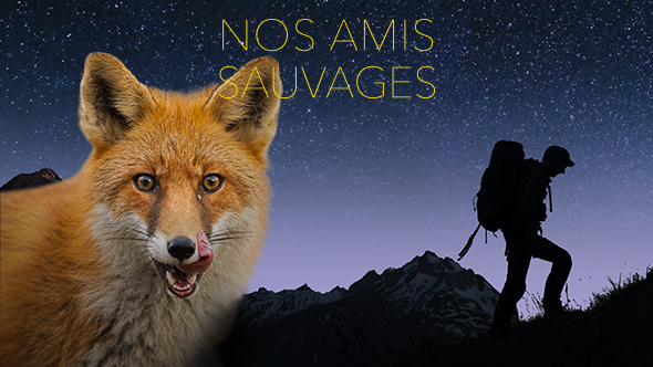 Nos amis sauvages -  Le Renard