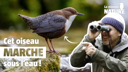 Ces oiseaux ont des pouvoirs extraordinaires !