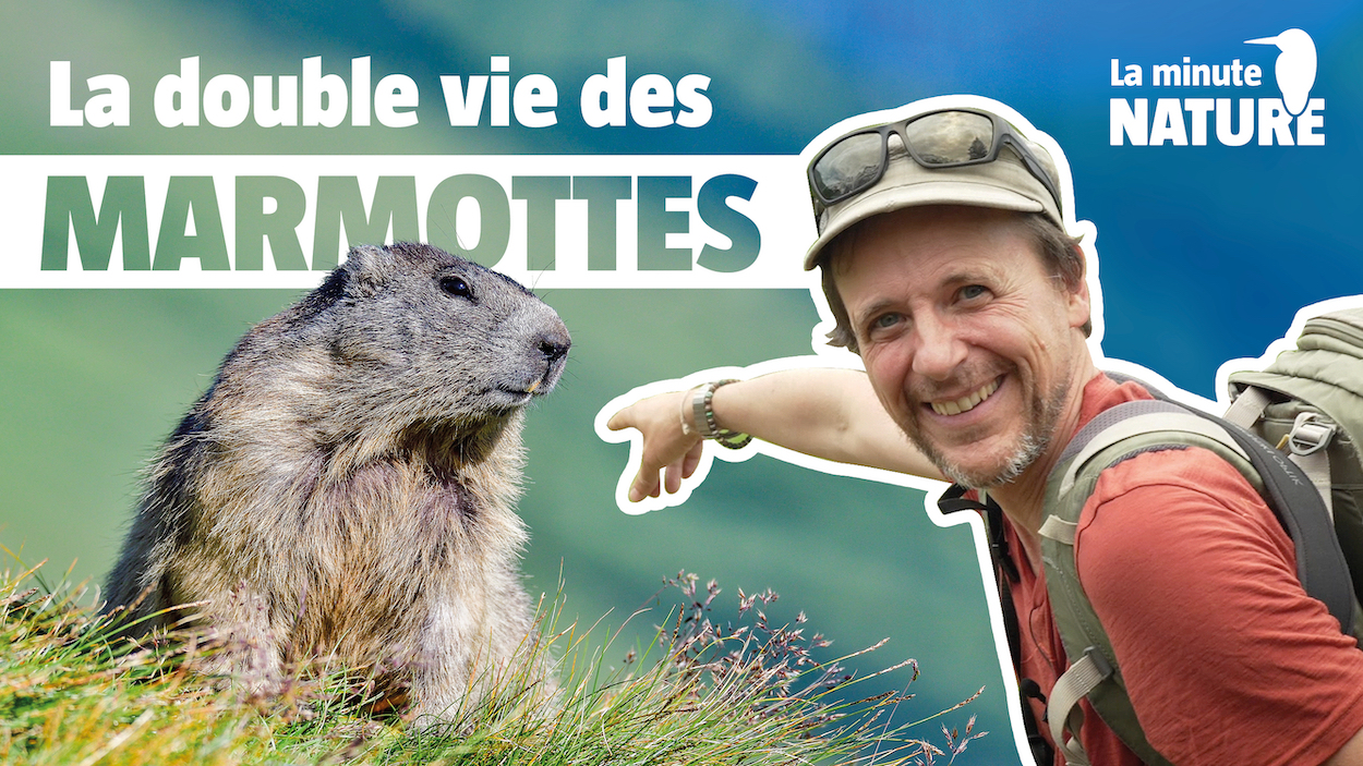 La double vie des marmottes