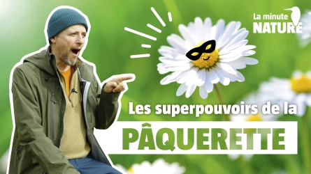 Les superpouvoirs de la pâquerette