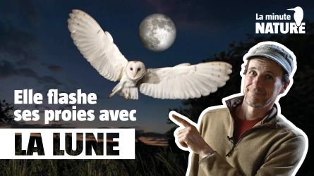 Redoutable chouette effraie