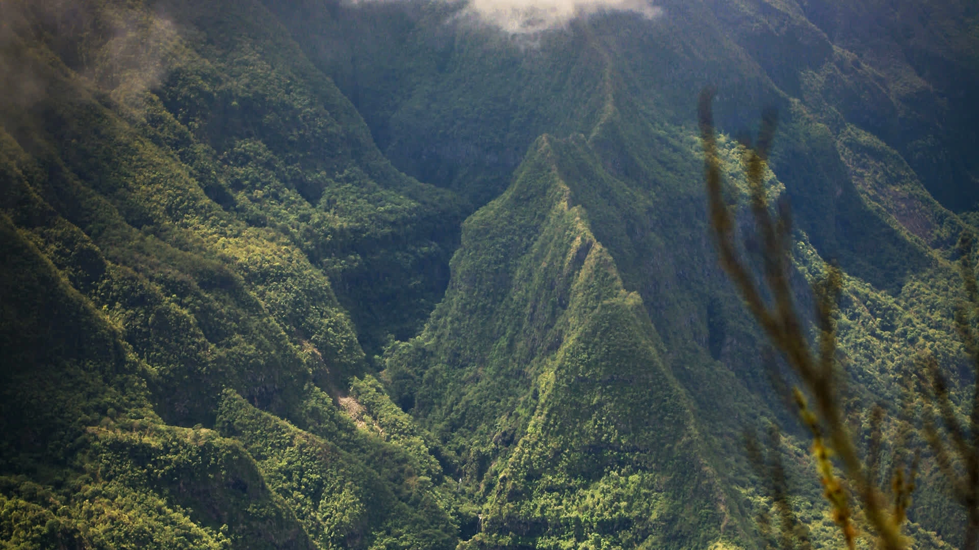 Les rois de l'île Bourbon