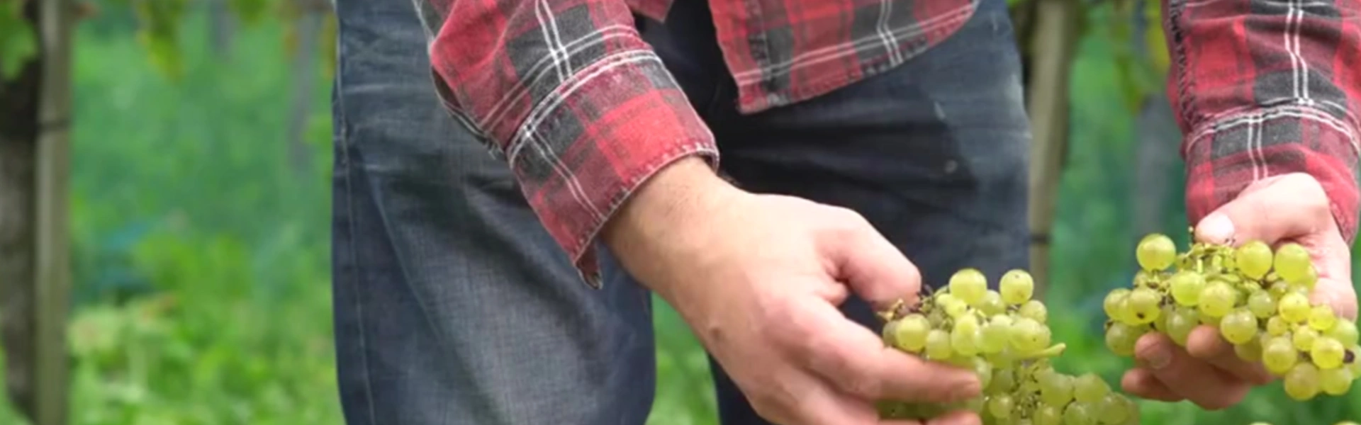 Quiz - Vignoble et Vendange